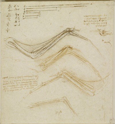 A sketch from Leonardo da Vinci